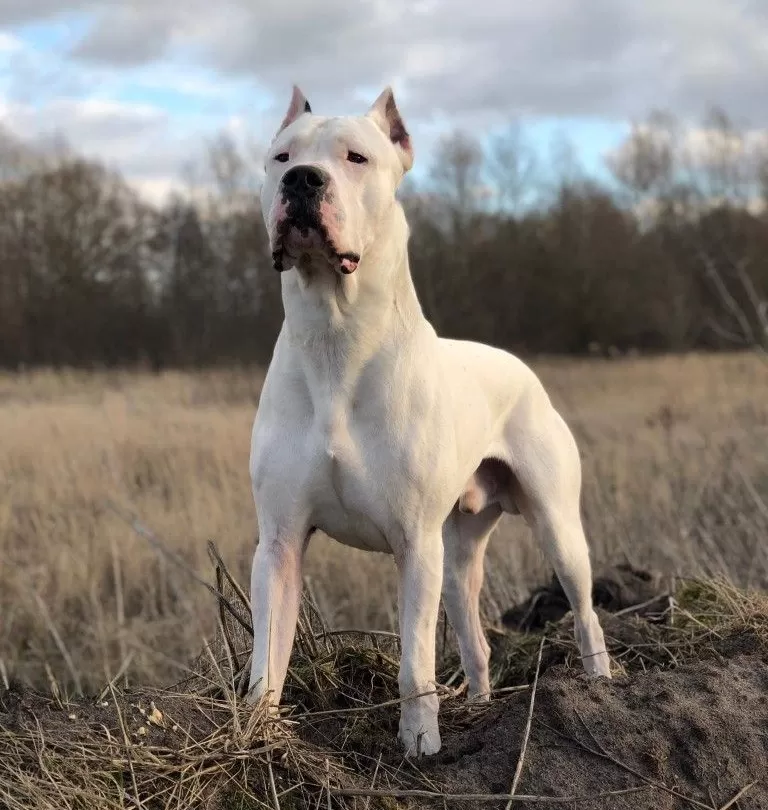 2020/06/post-1591525237-0686-dogo-argentino.webp