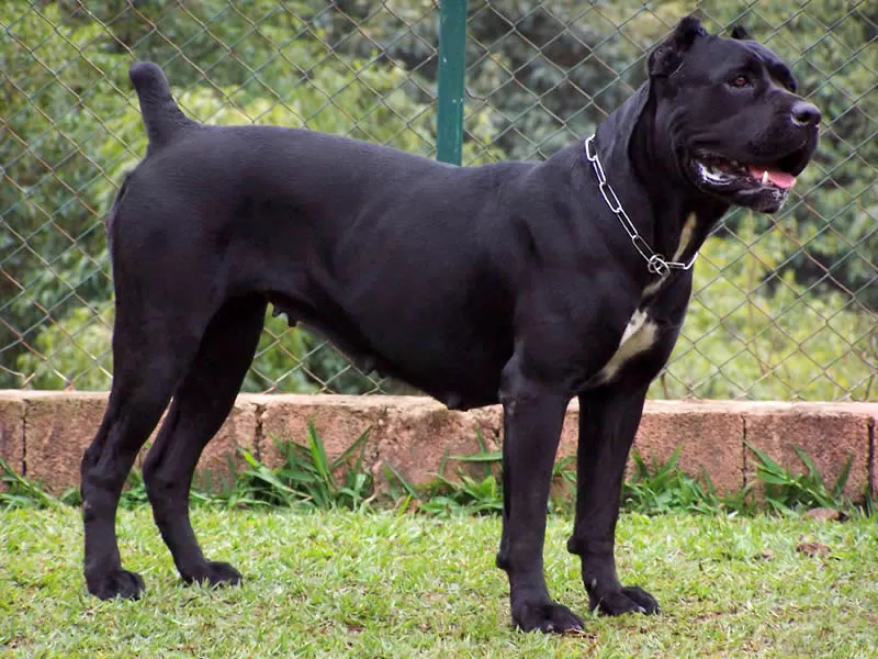 2020/06/post-1591525250-5363-cane-corso-italiano.webp