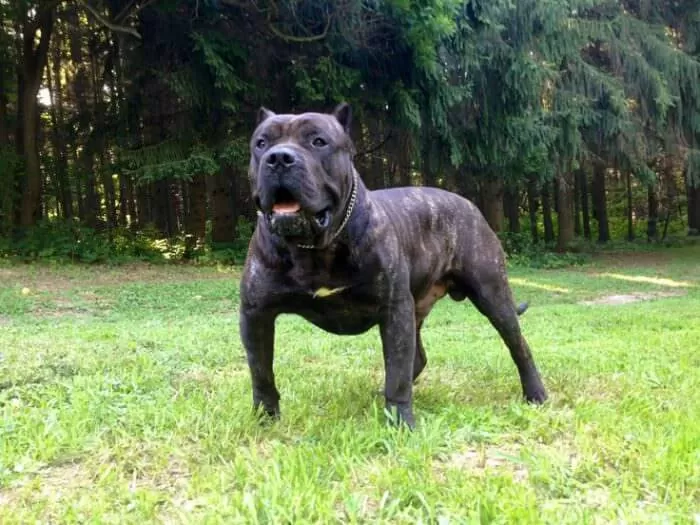 2020/06/post-1591525784-084-presa-canario.webp