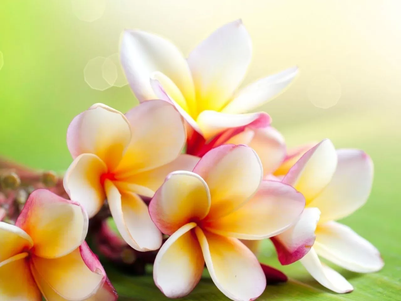 Parfümü Hazırlamak İçin İlk Adımlar