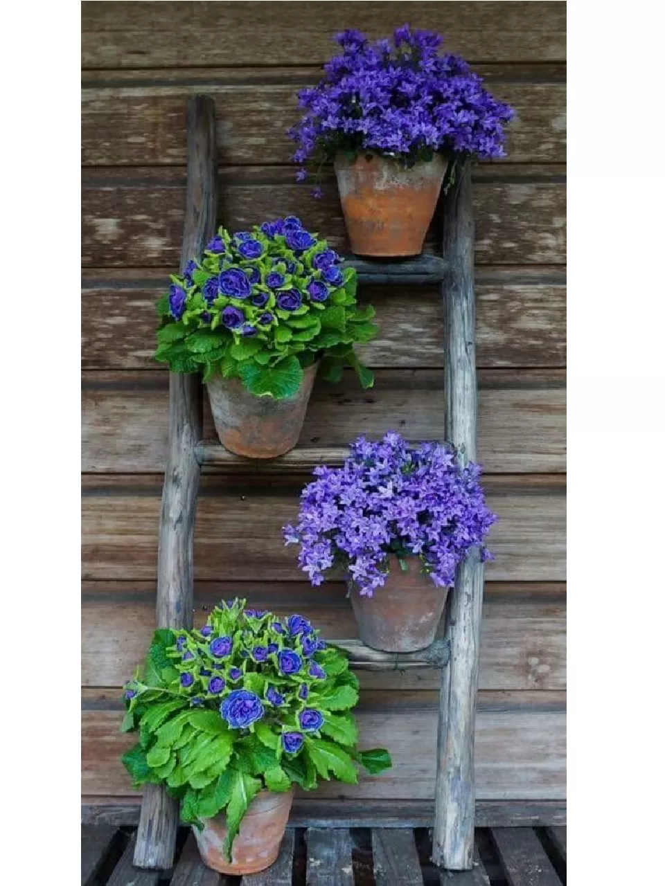 Ahşap Merdiven Saksılık