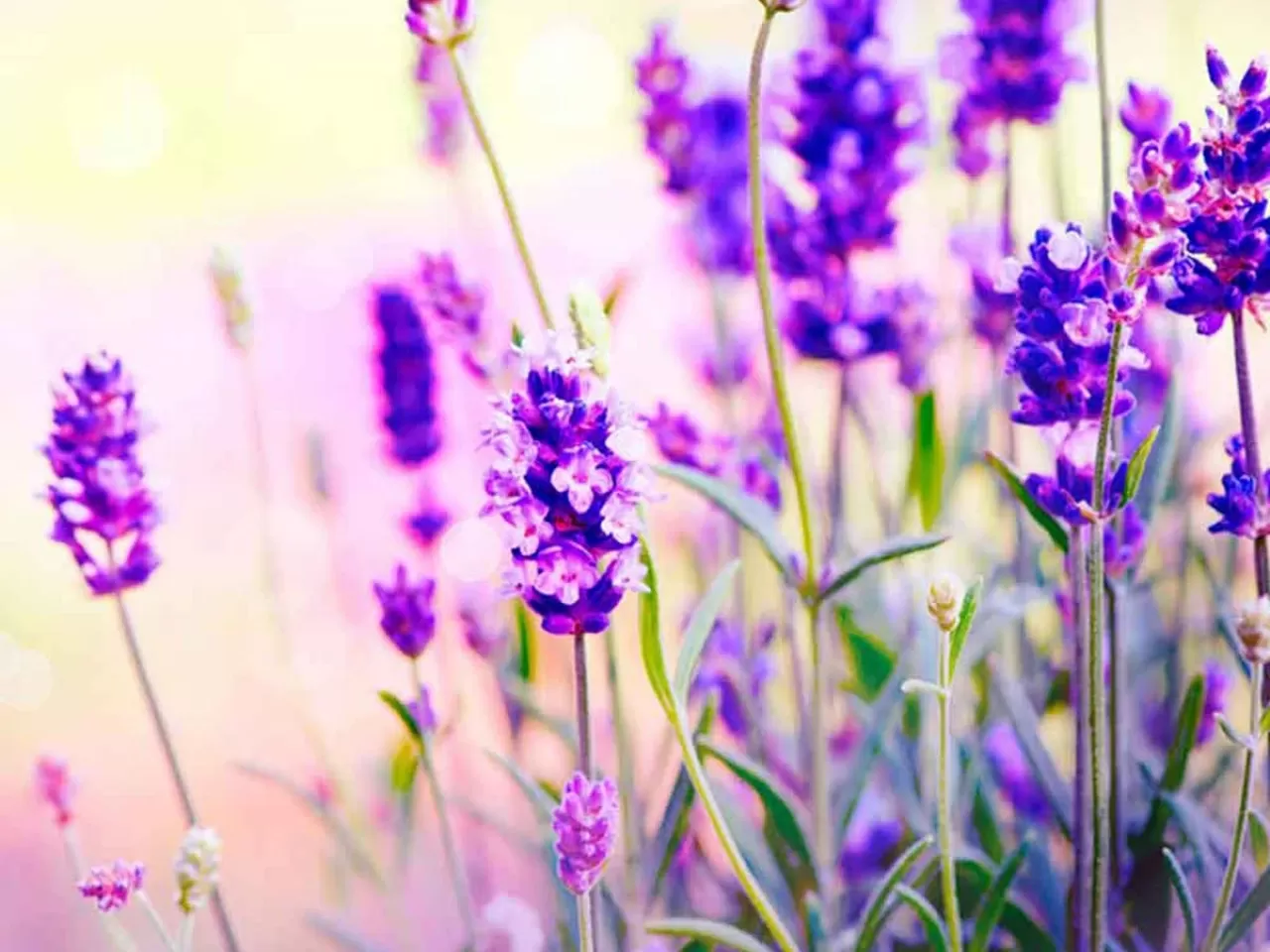 Sivrisinek Kovucu Lavanta