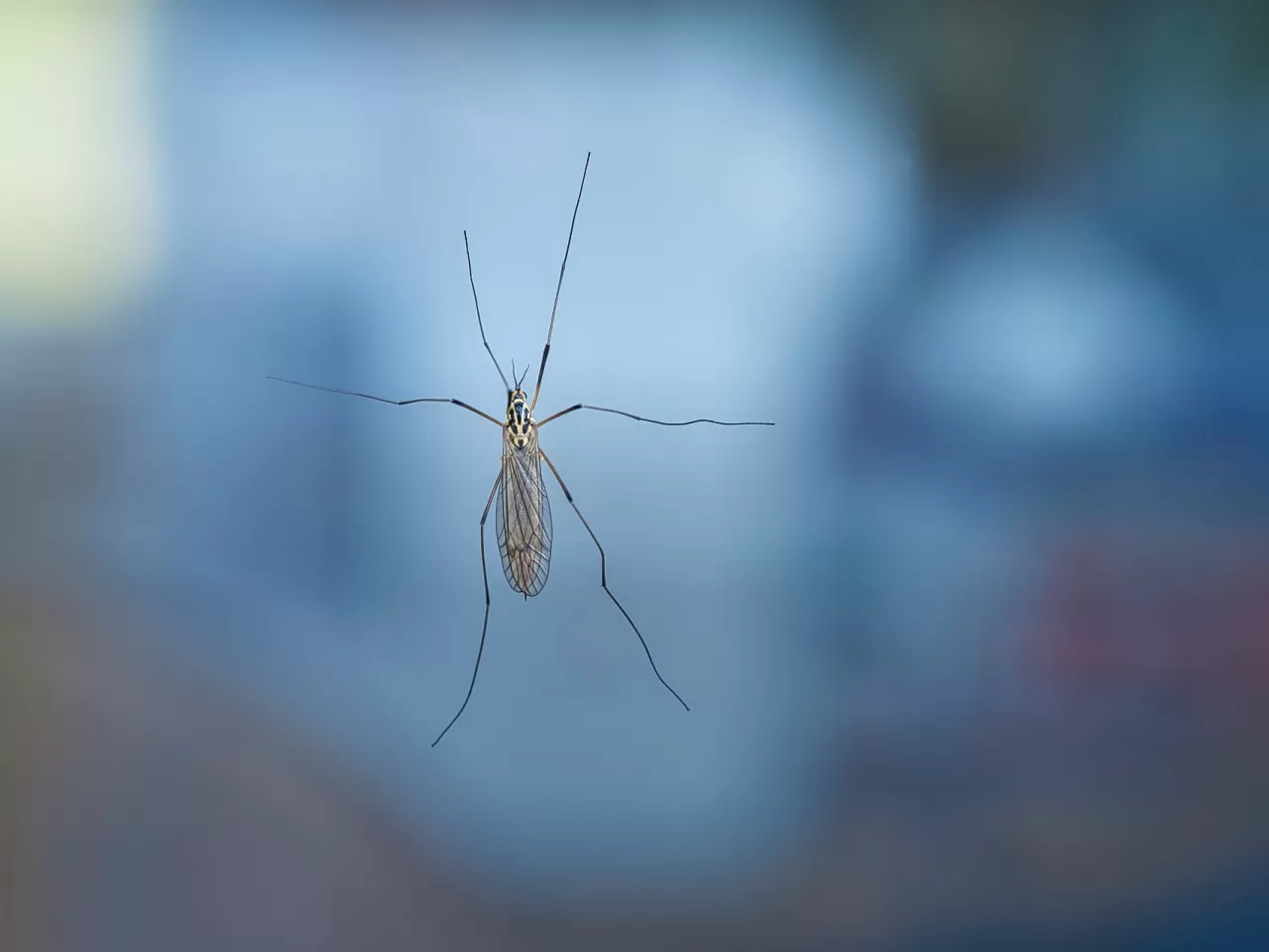 Evde Yapılabilecek Doğal Sivrisinek Kovucu Tarifleri