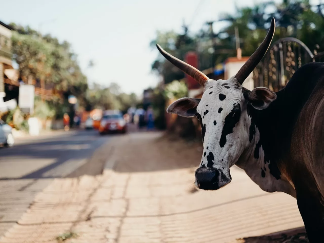 inekler dokunulmazdır