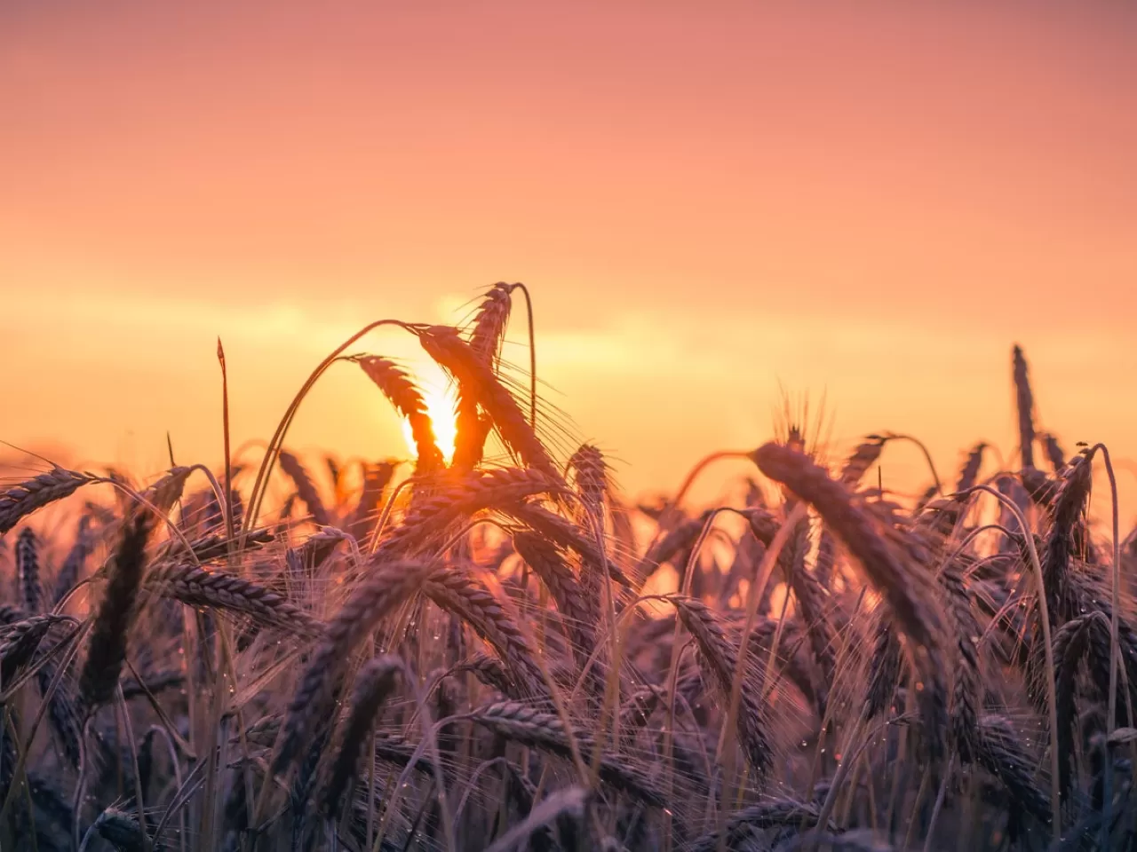 saman altından su yurutmek