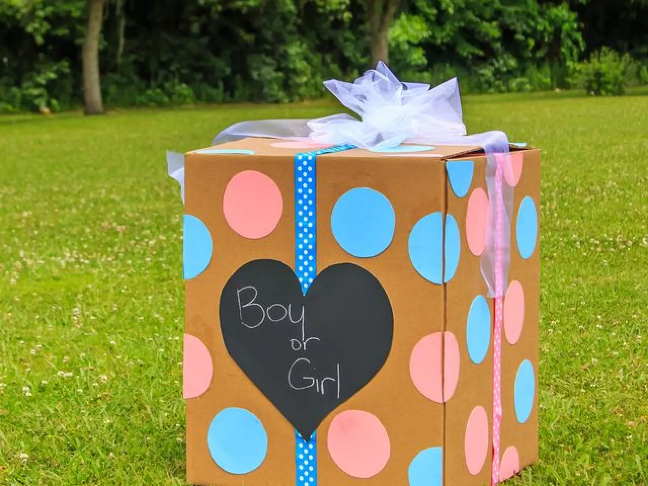 Cinsiyet Öğrenme Fikirleri Hediye Kutusu