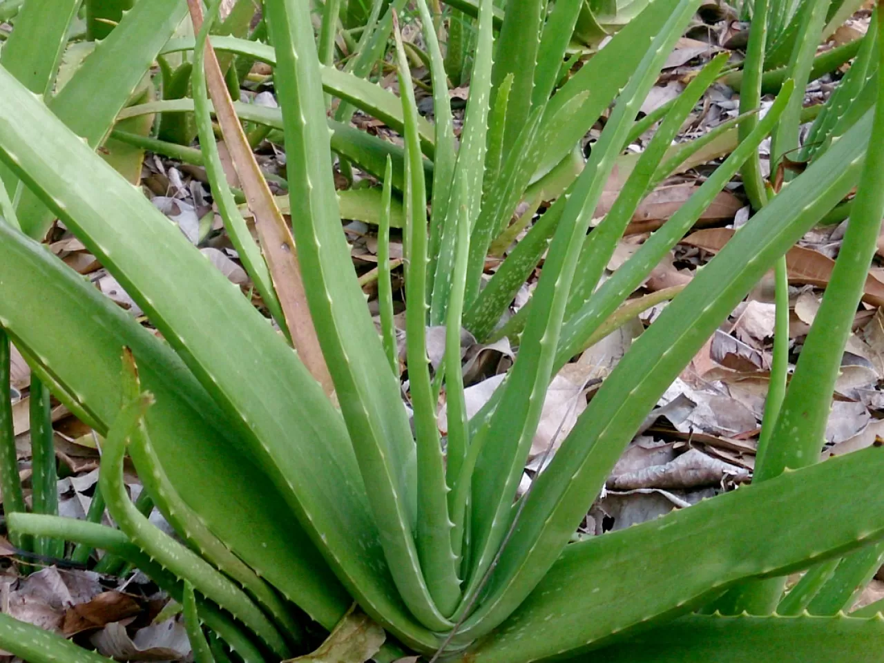 sivilceler için aloe vera