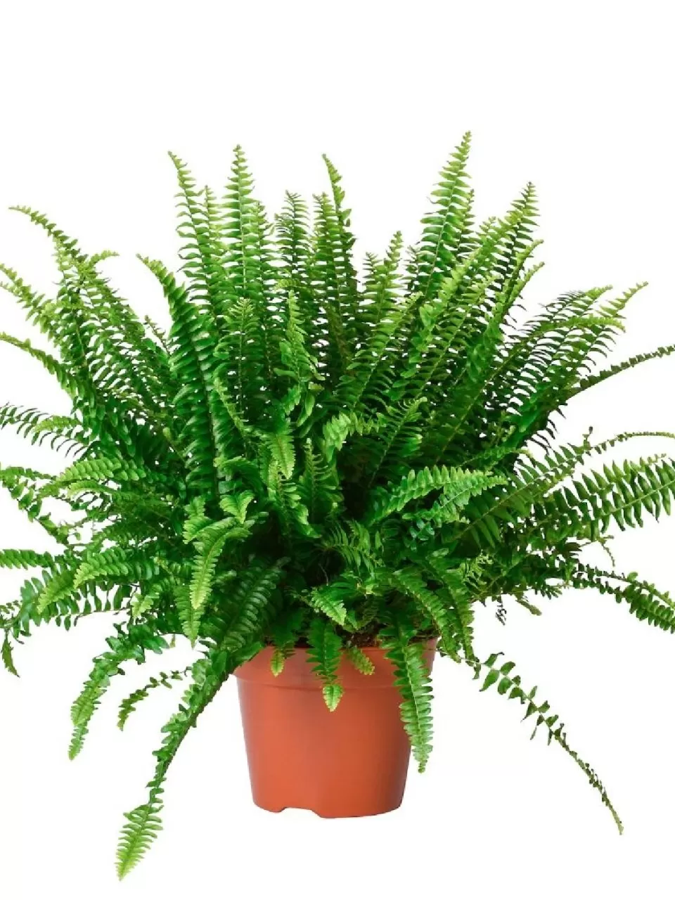 Aşk Merdiveni Bitkisi