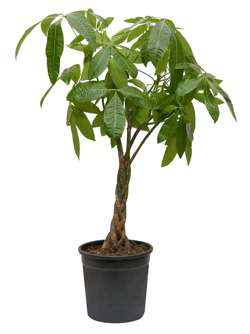 Para Ağacı Bitkisi