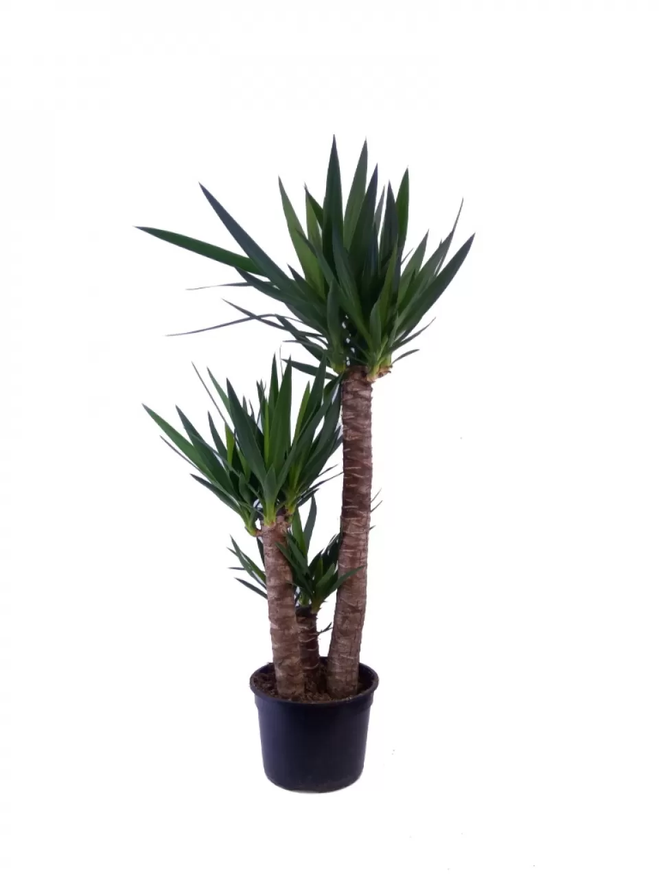 Yuka Ağacı Bitkisi