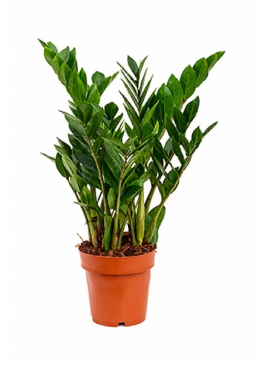 Zamia Bitkisi