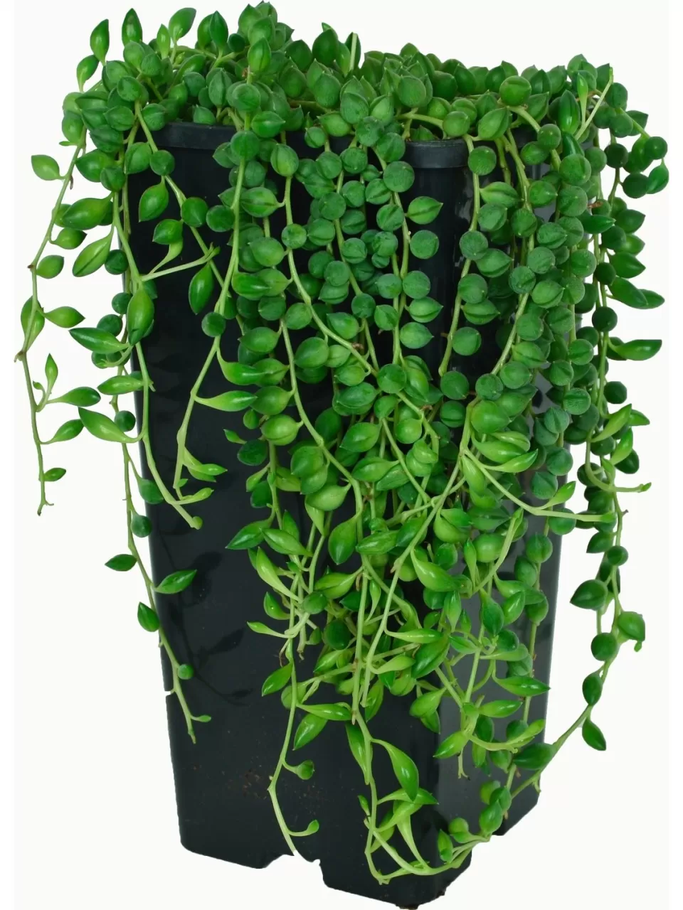 Timsah Gözü (Senecio) Bitkisi