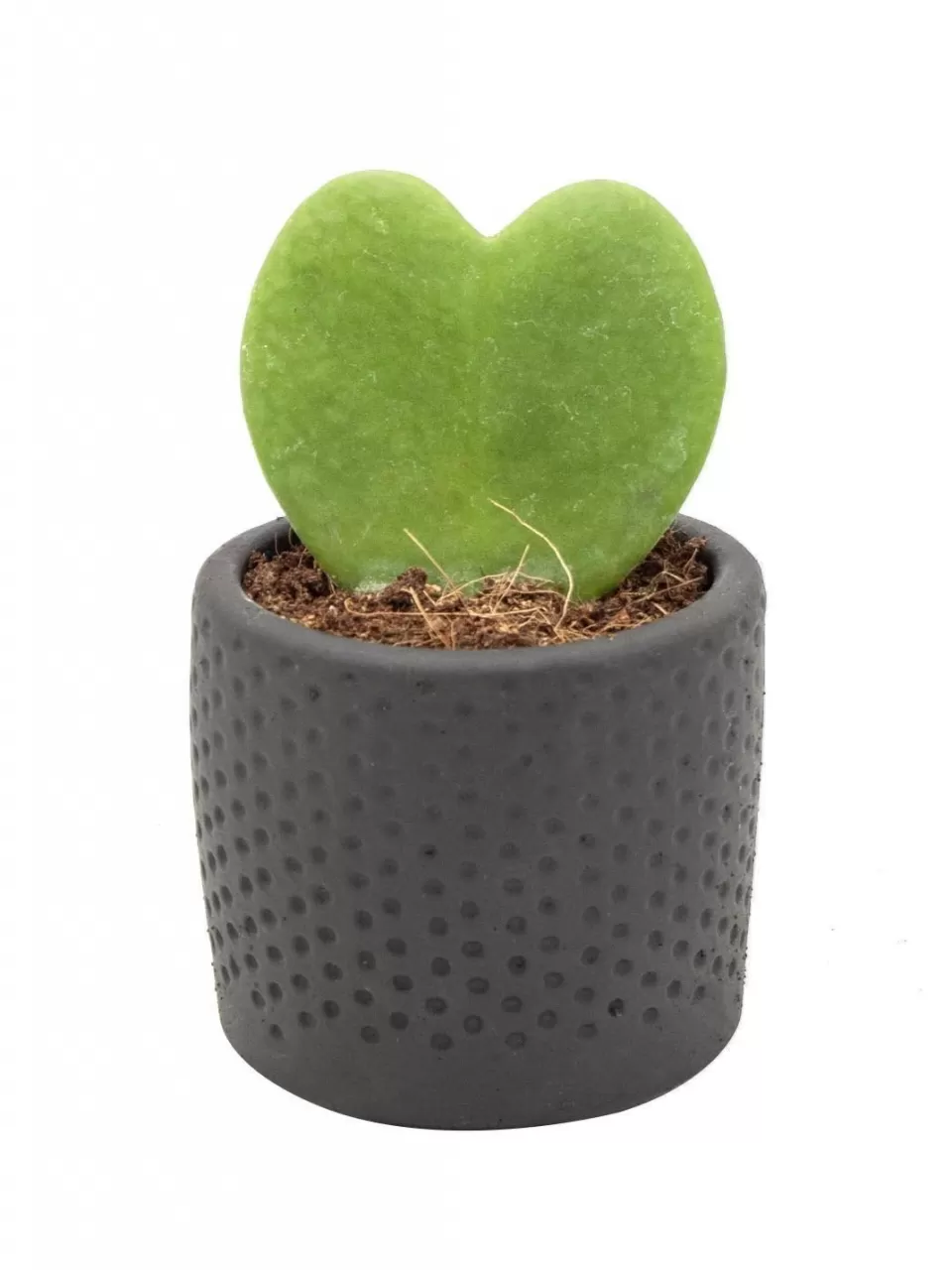 Kalp Sukulent (Hoya Kerri)