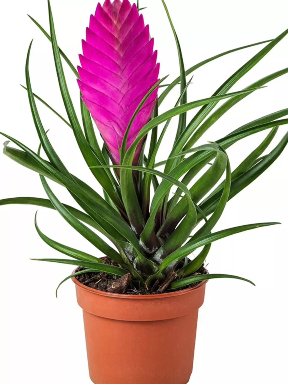 Hava Bitkisi (Tillandsia)