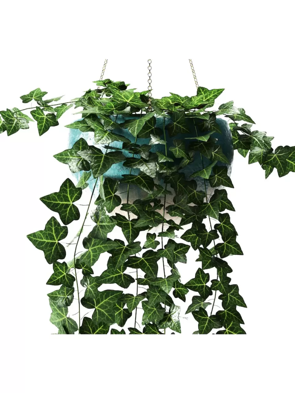 Hedera Helix (Uzun Sarmaşık)