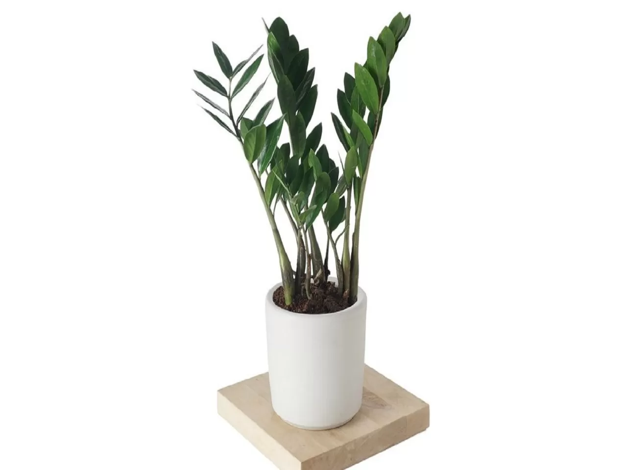 Zamia Bitkisi (Zamioculcas ZZ Plant)
