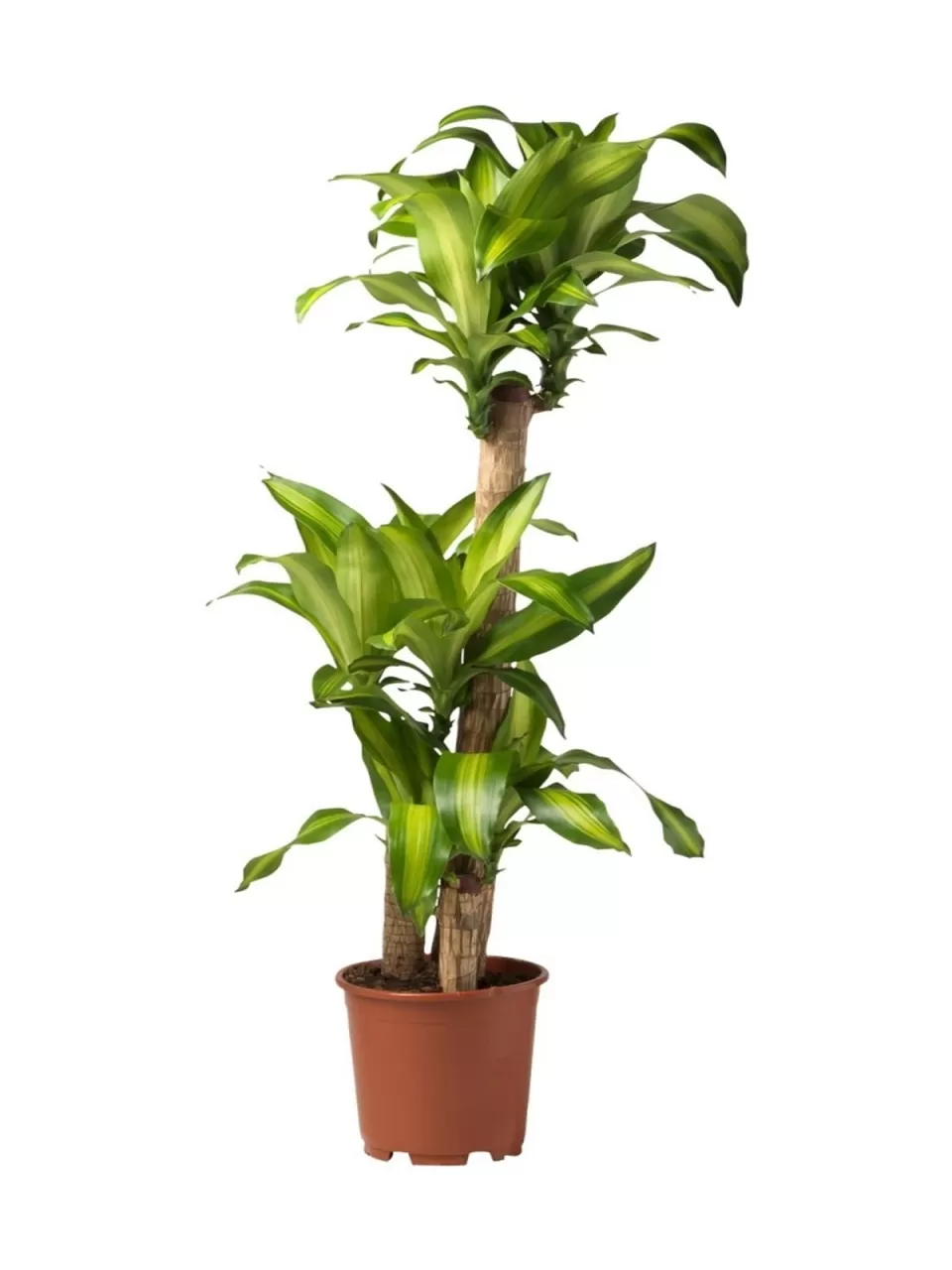 Dracena Massengena