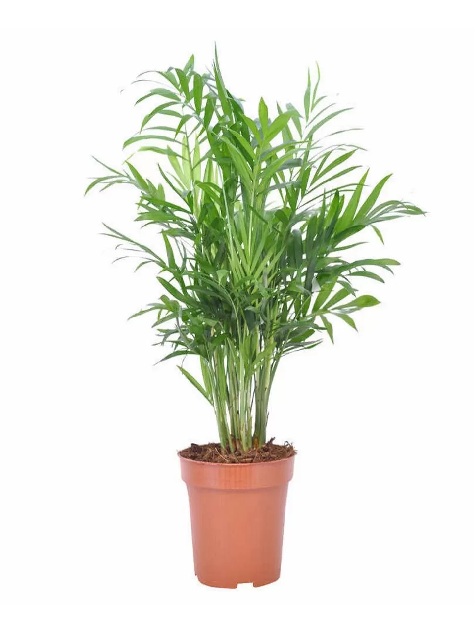 Dağ Palmiyesi, Salon Palmiyesi