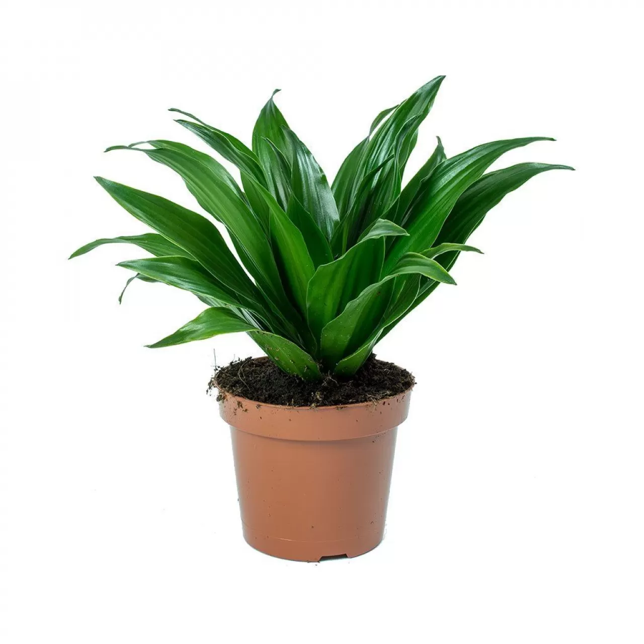 Dracena Compacta