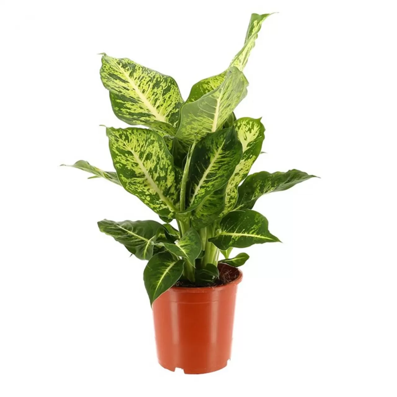 Dieffenbachia Mars