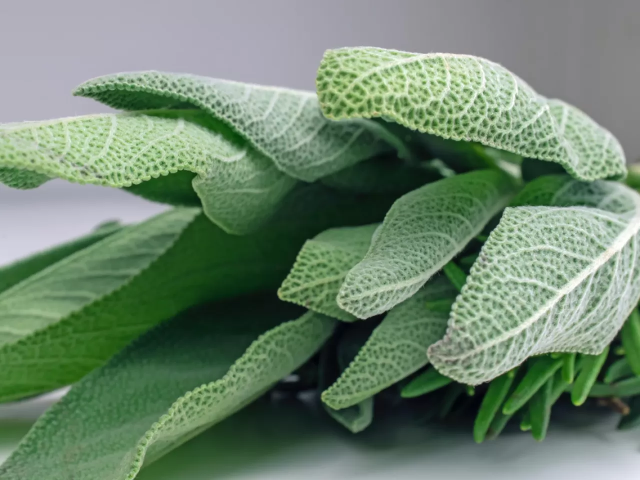 Bebek Pişiğine Adaçayı