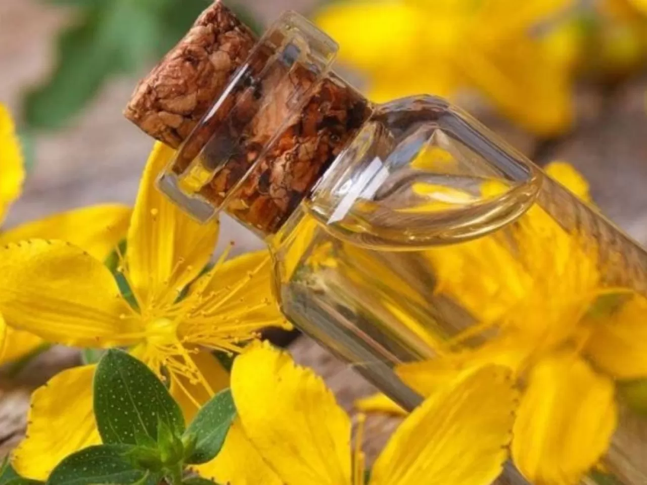 Bebek Pişiğine Sarı Kantaron Yağı