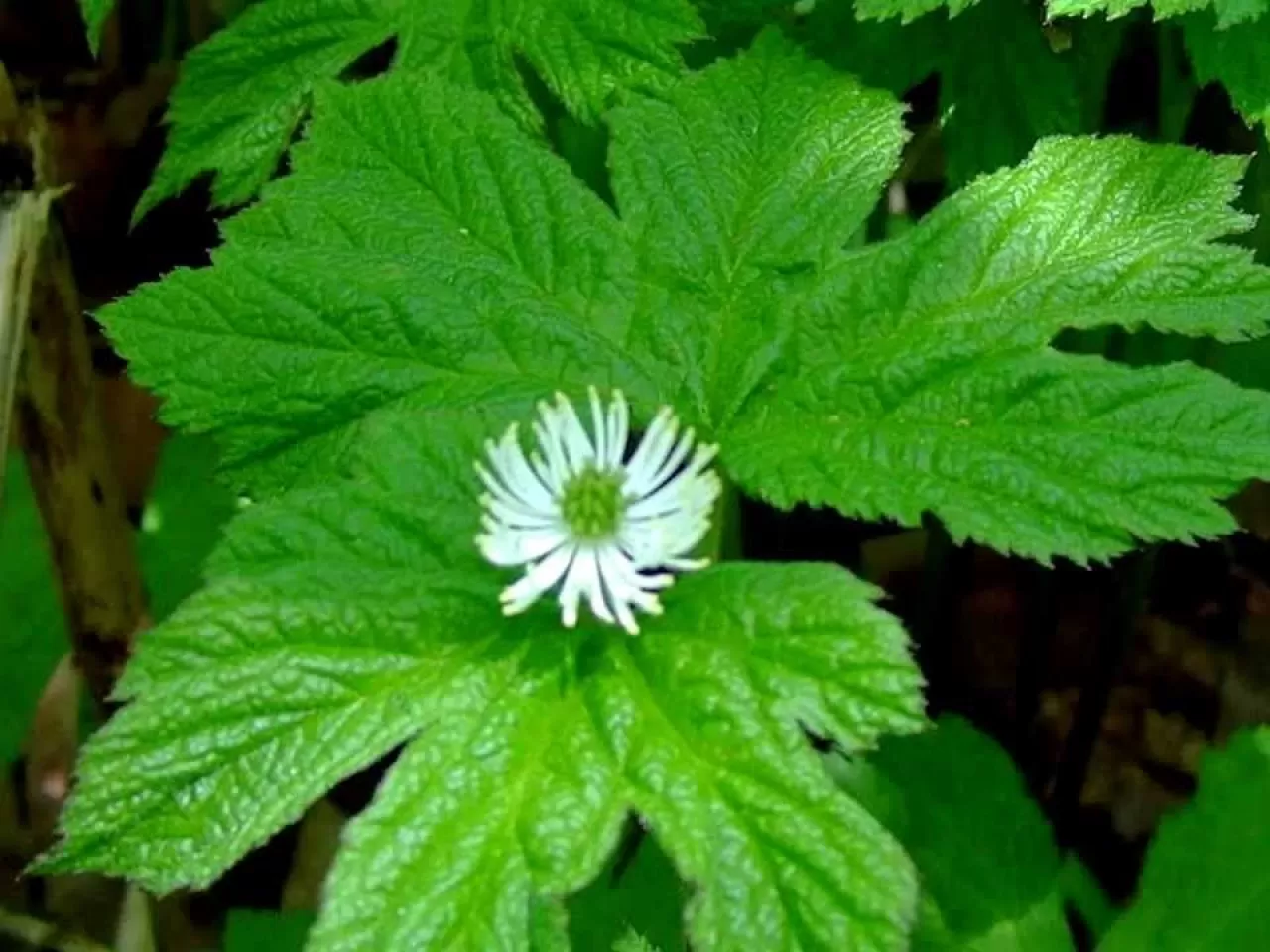 Bebek Pişiğine Altın Mühür Otu