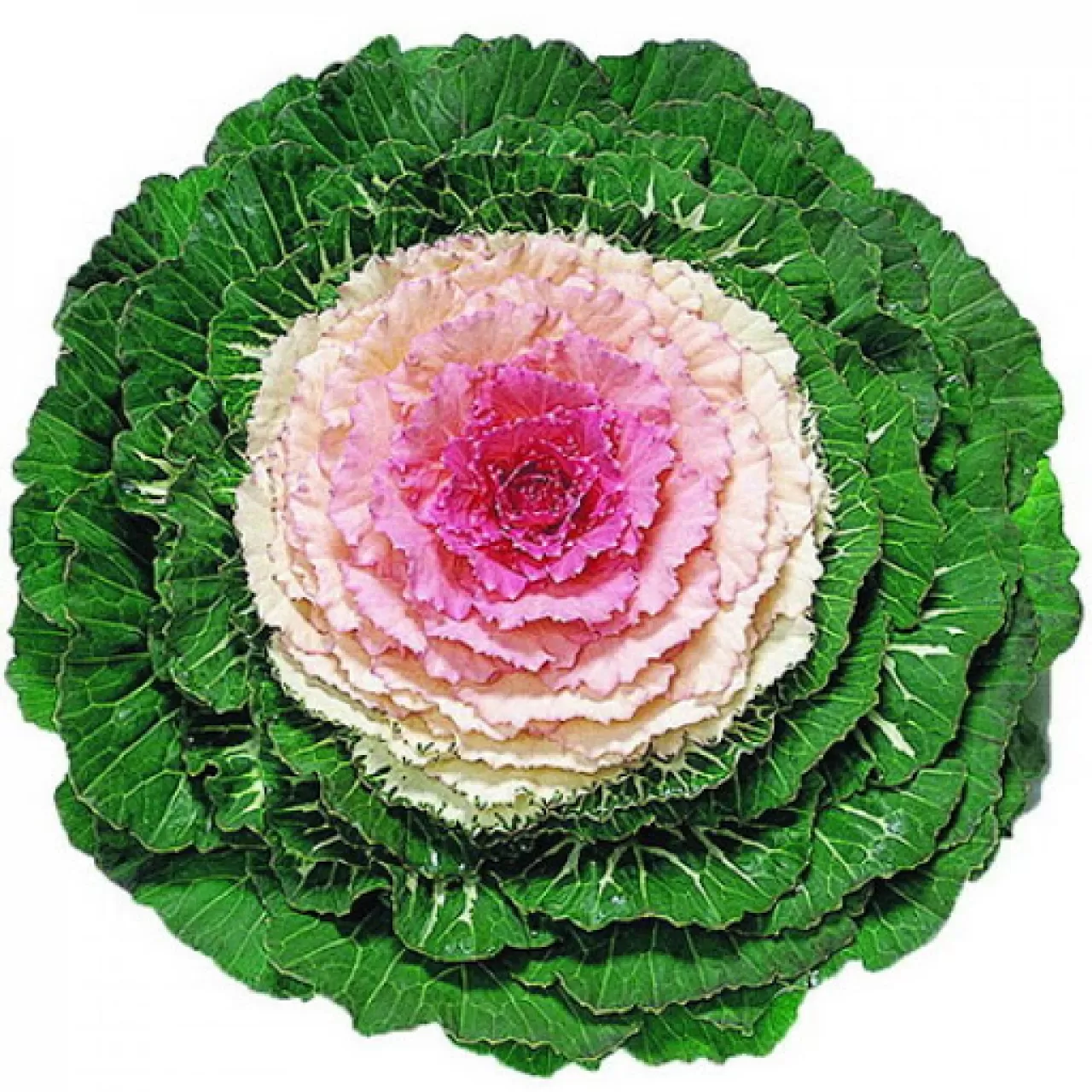Süs Lahanası