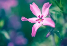 4 Mevsim Çiçek Açan Bitkiler ve Özellikleri