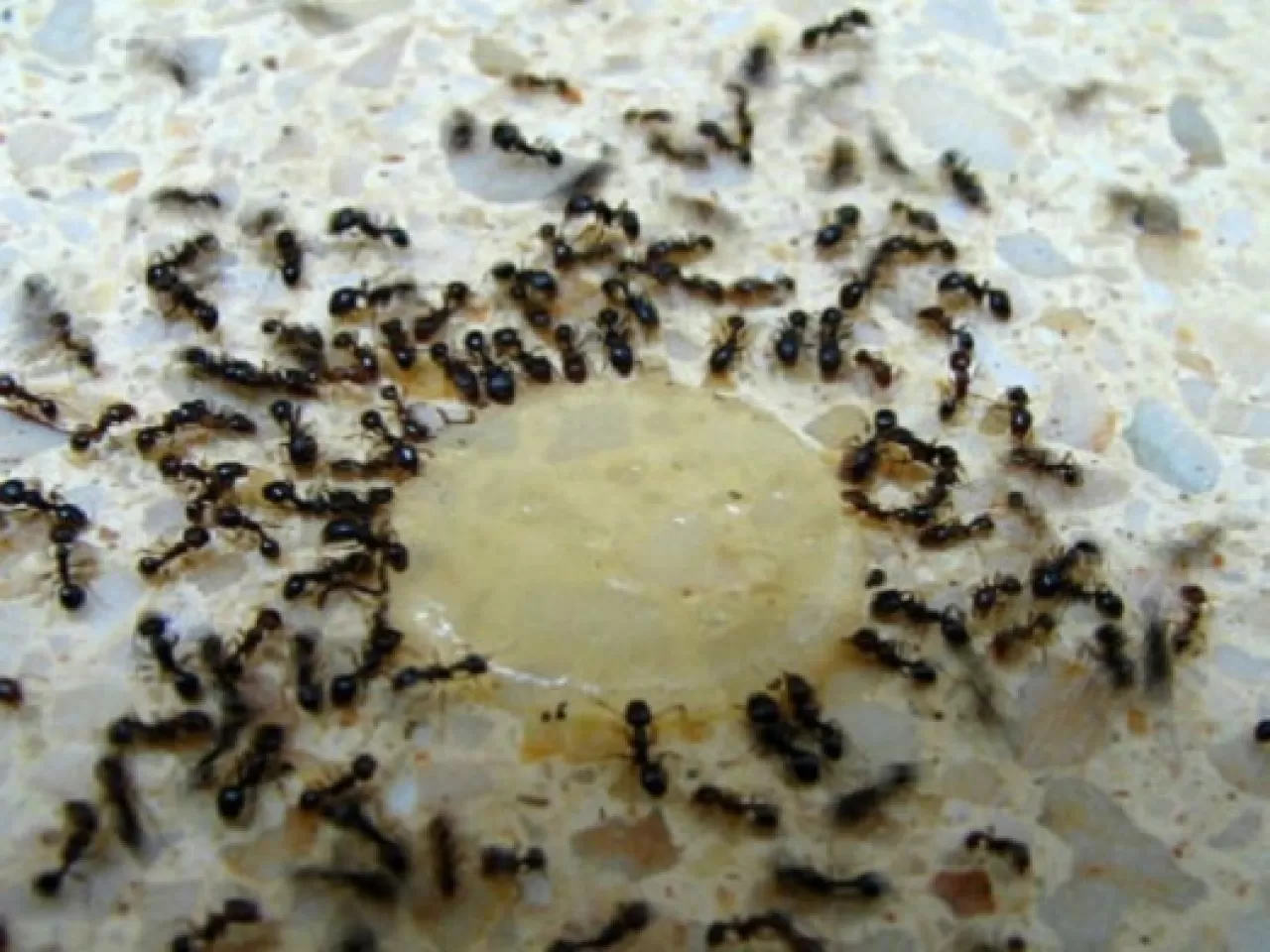 Karınca Kovmak İçin Limon