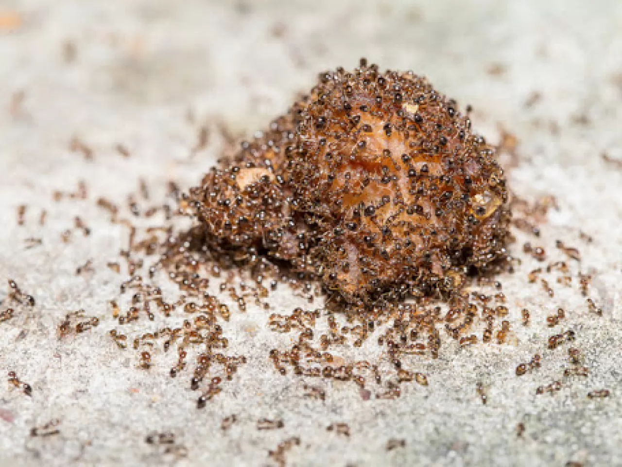 Karınca Kovmak İçin Acı Biber