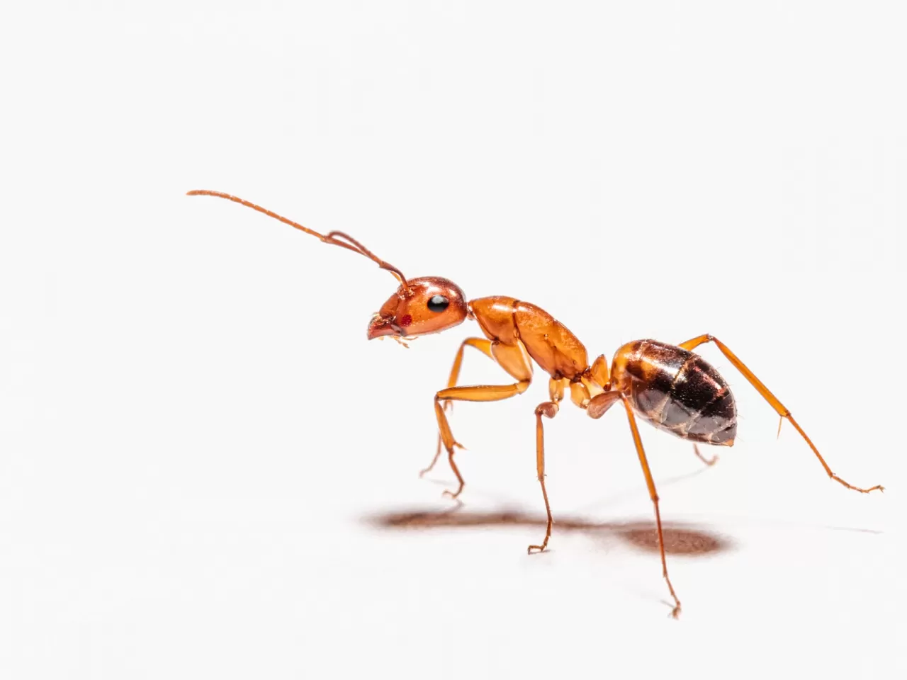 Evlerde Karınca İstilasından Kurtulmak İçin 18 Doğal Yöntem