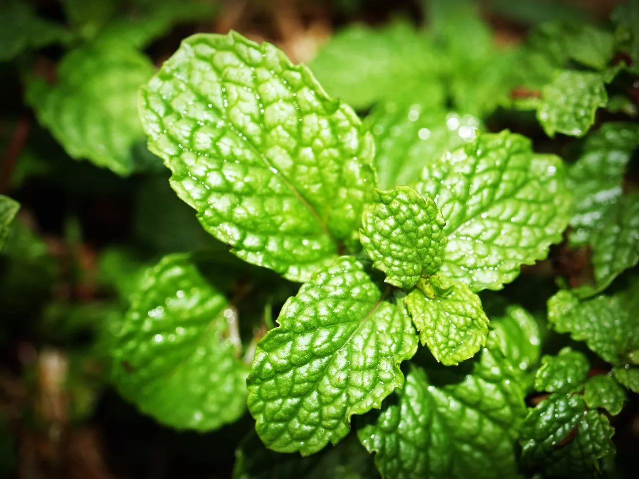 Nane (Mentha)