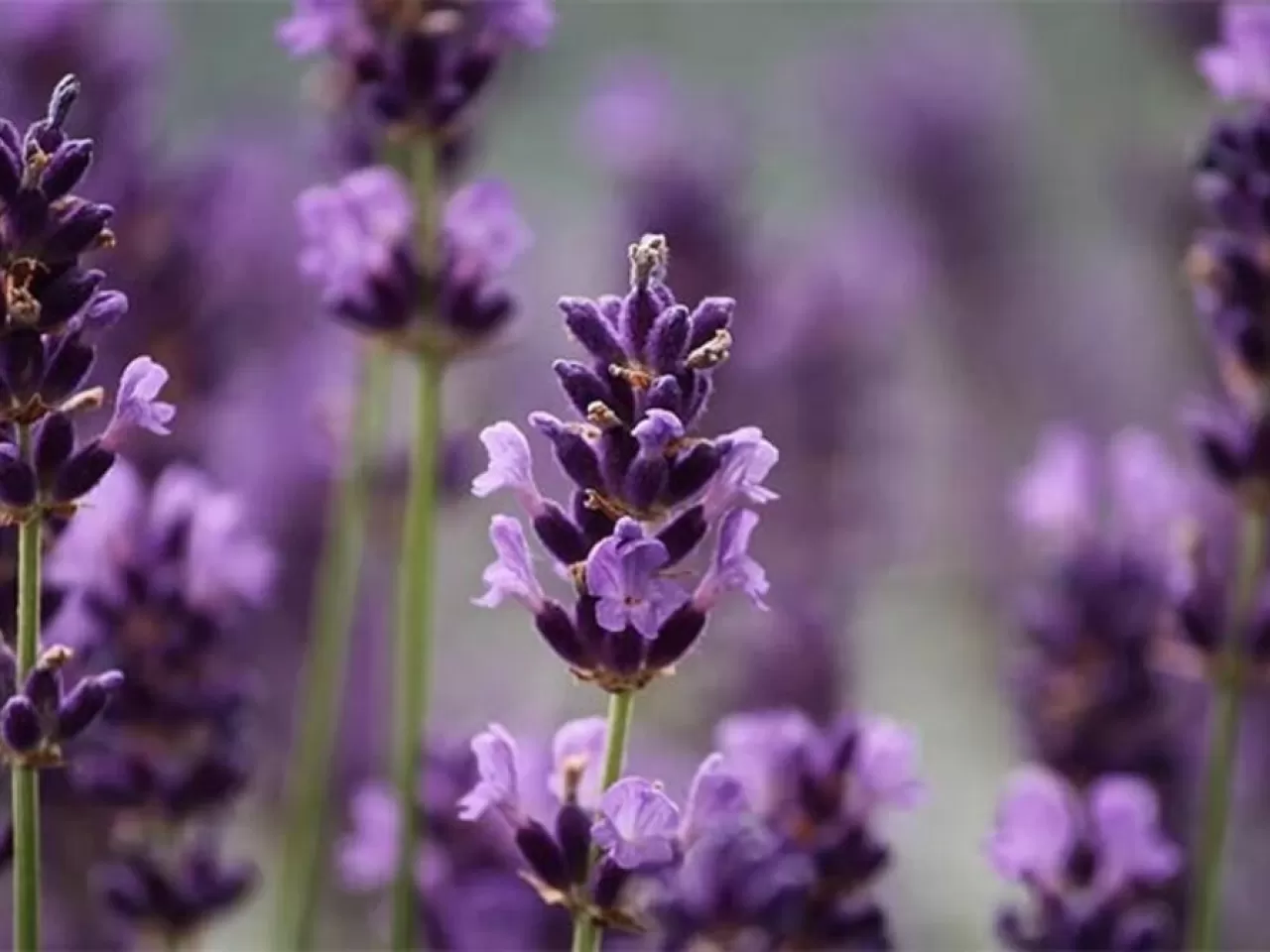 Lavanta (Lavandula)