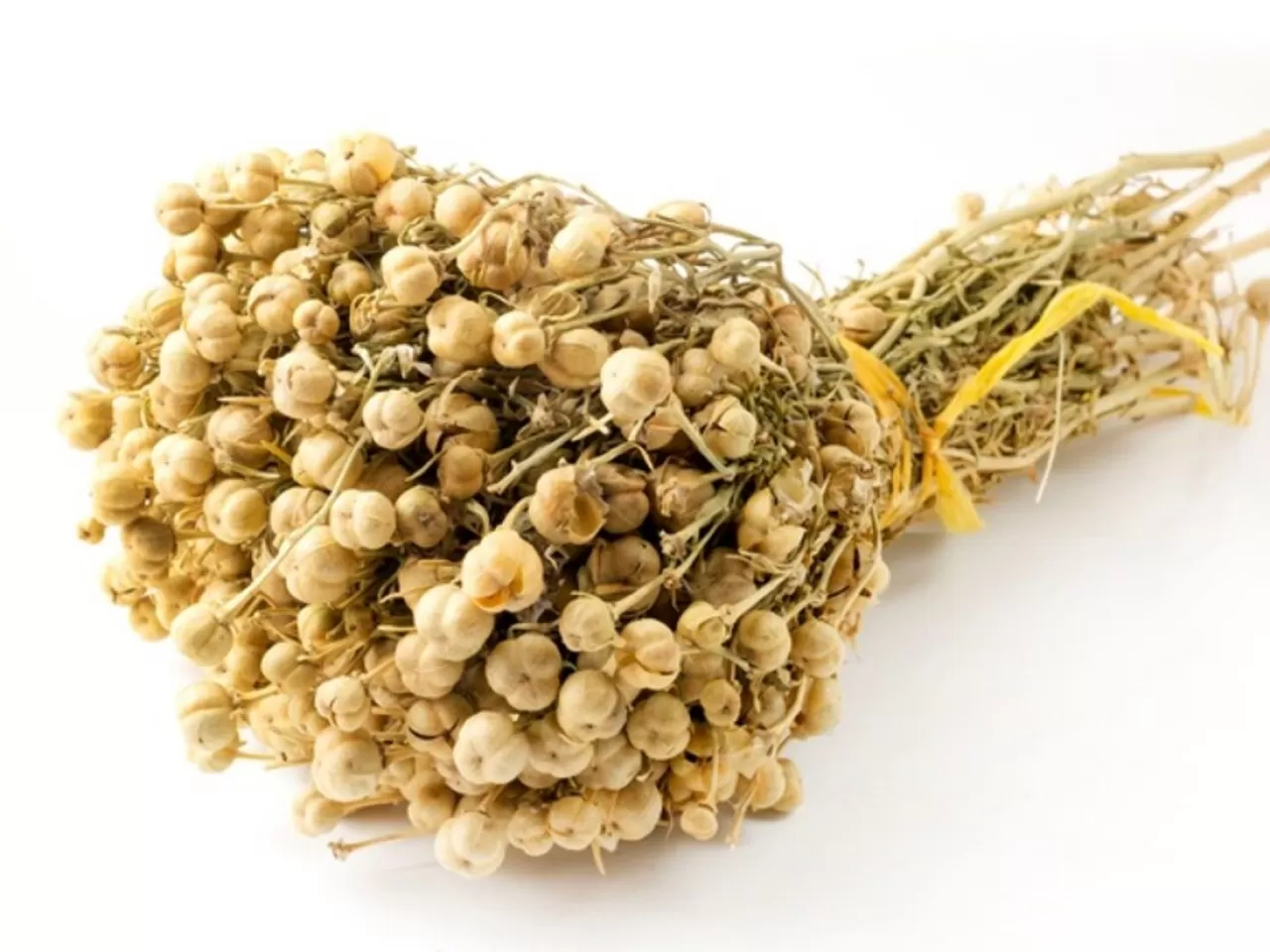 Üzerlik (Peganum harmala)