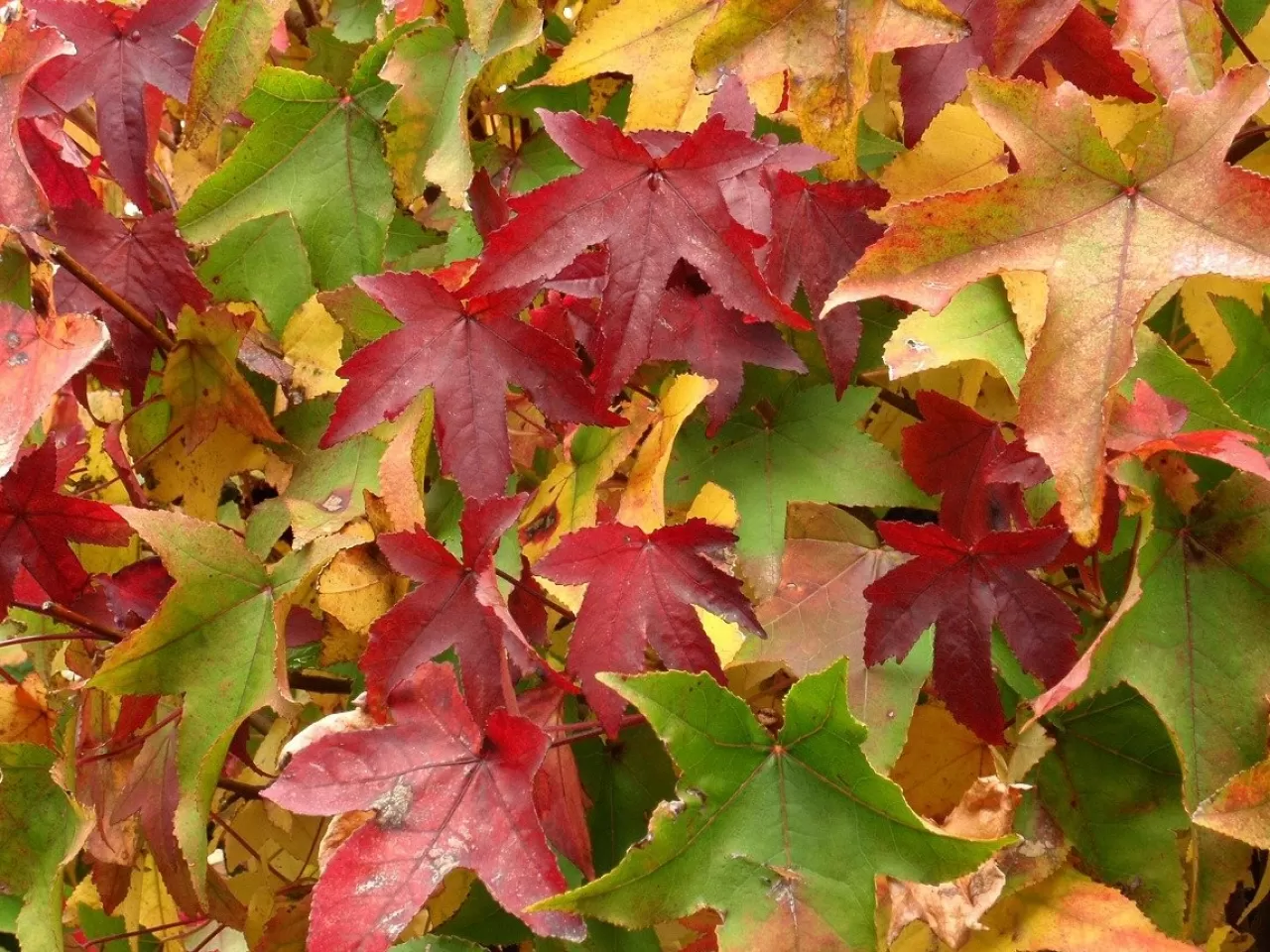 Günlük Ağacı (Liquidambar)