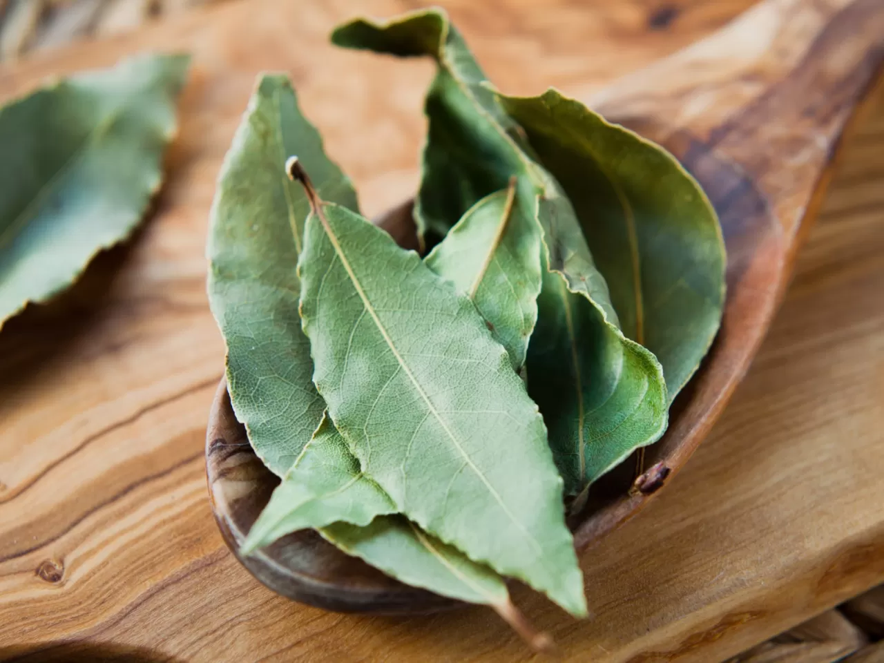 Defne Yaprağı (Laurus)