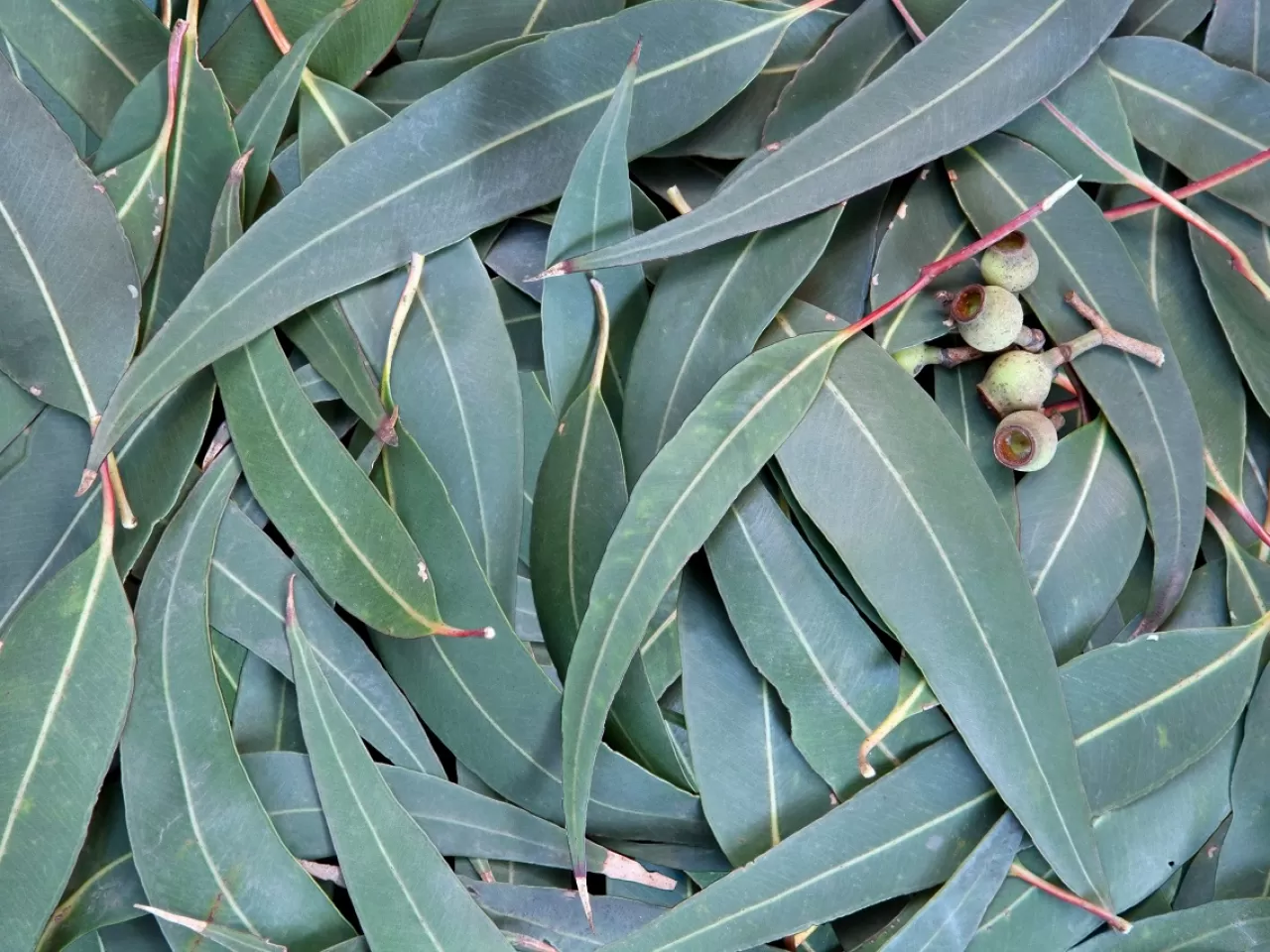Okaliptüs (Eucalyptus)