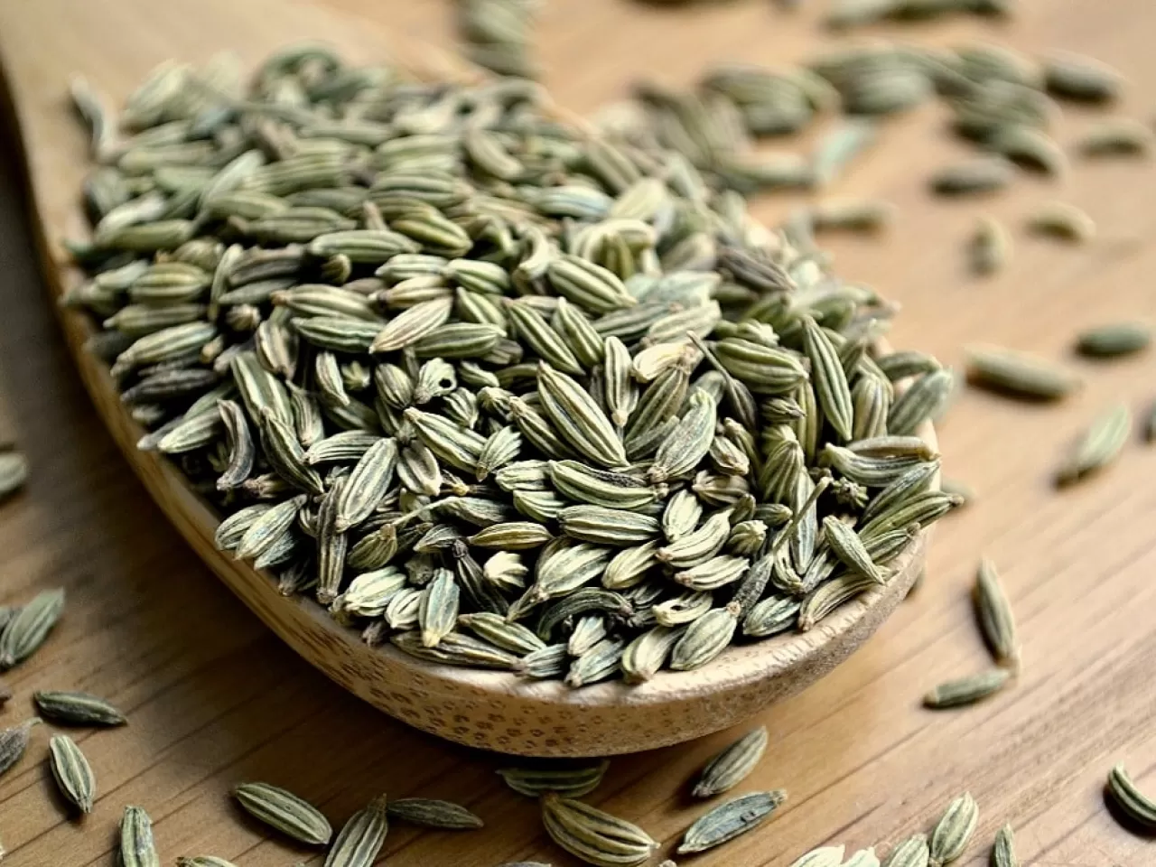 Rezene (Foeniculum vulgare)