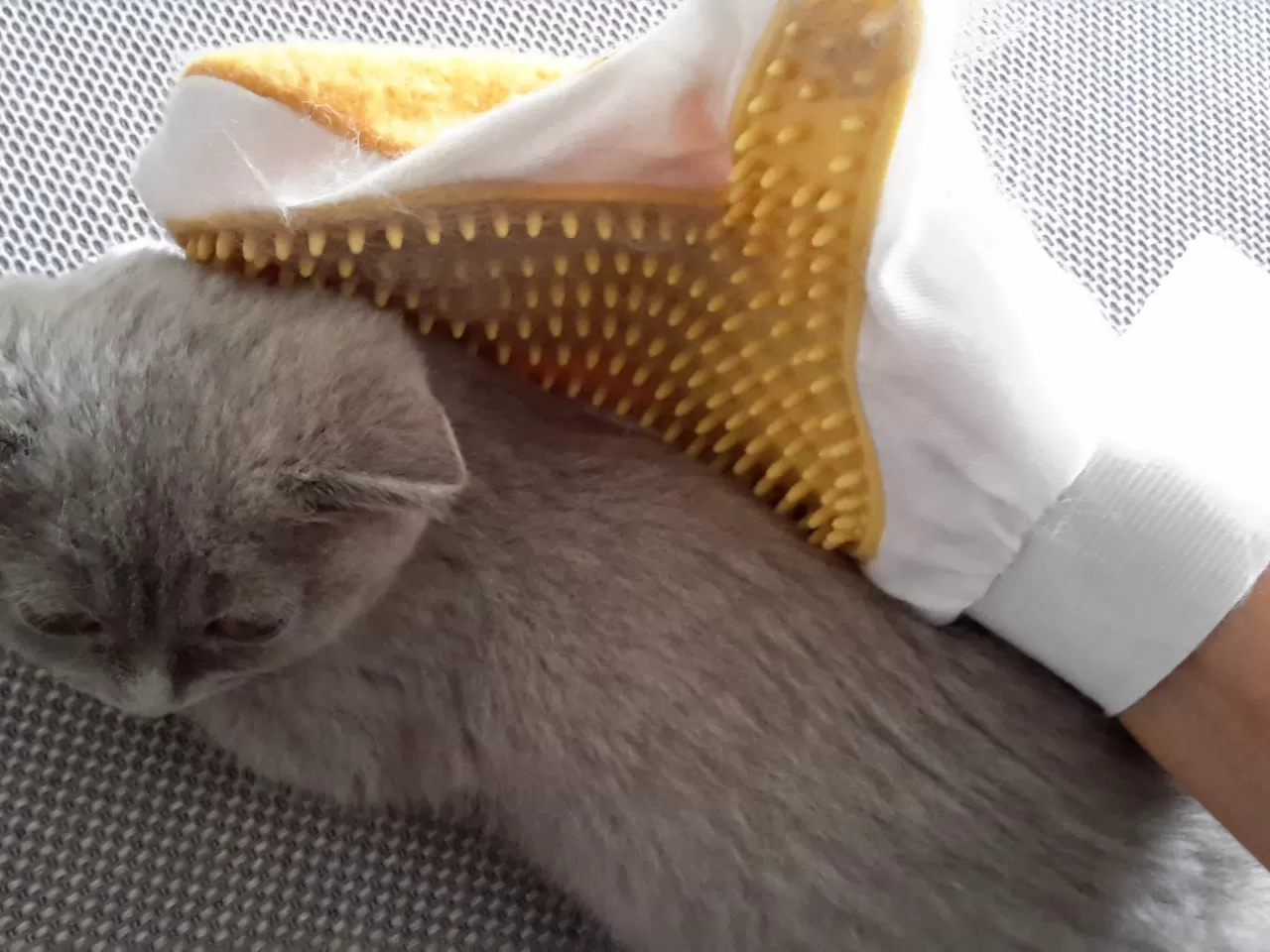 British Shorthair Bakımı