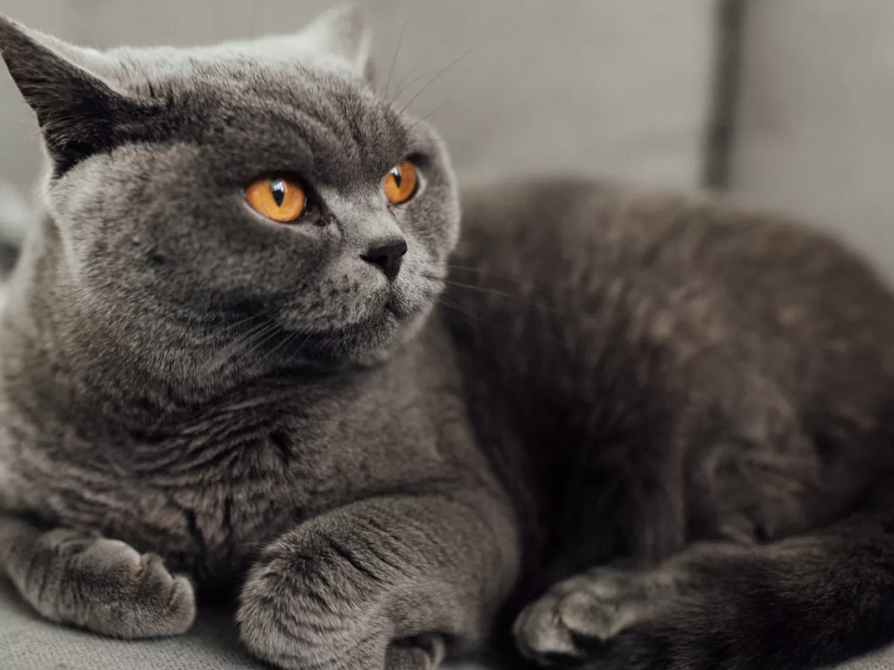British Shorthair Sağlığı