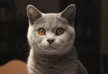 British Shorthair Kedi Cinsinin Özellikleri ve Bakımı