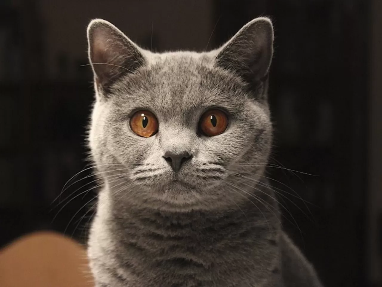 British Shorthair Kedi Cinsinin Özellikleri ve Bakımı