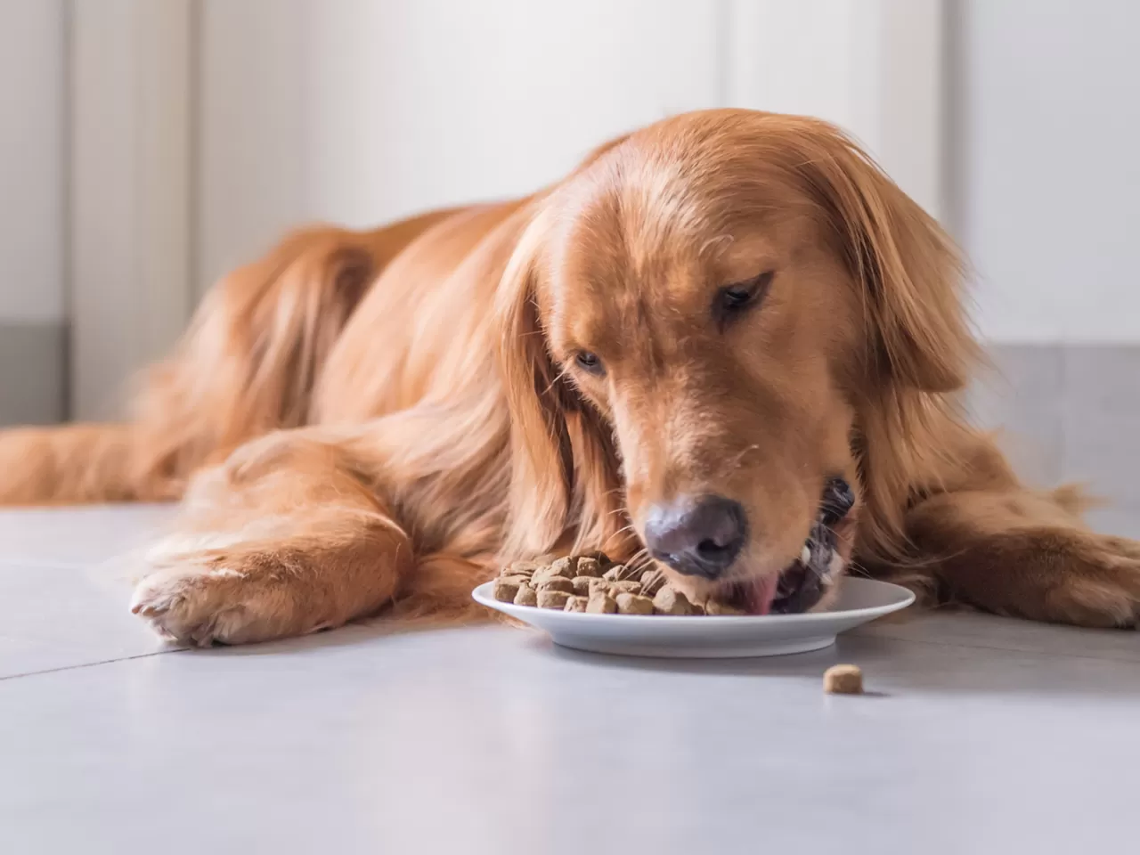 Kaliteli mama almalısınız