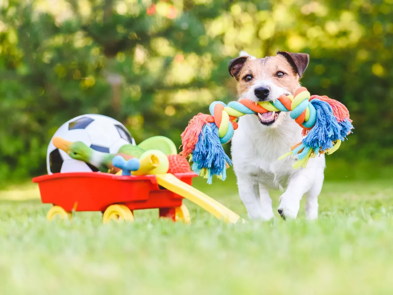 Köpeğinizin eşyalarını düzenli bir şekilde temizleyin