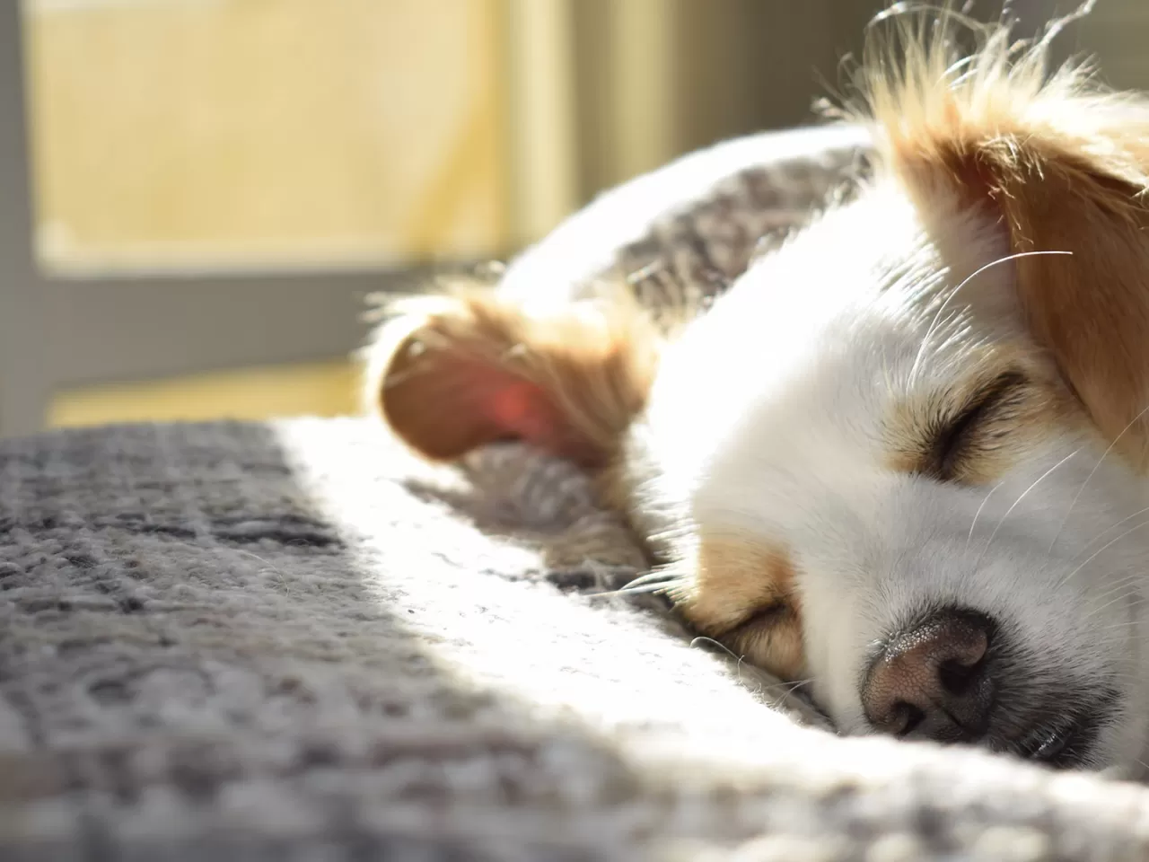 Köpeğinizin yatağını her zaman çok iyi yıkamalısınız