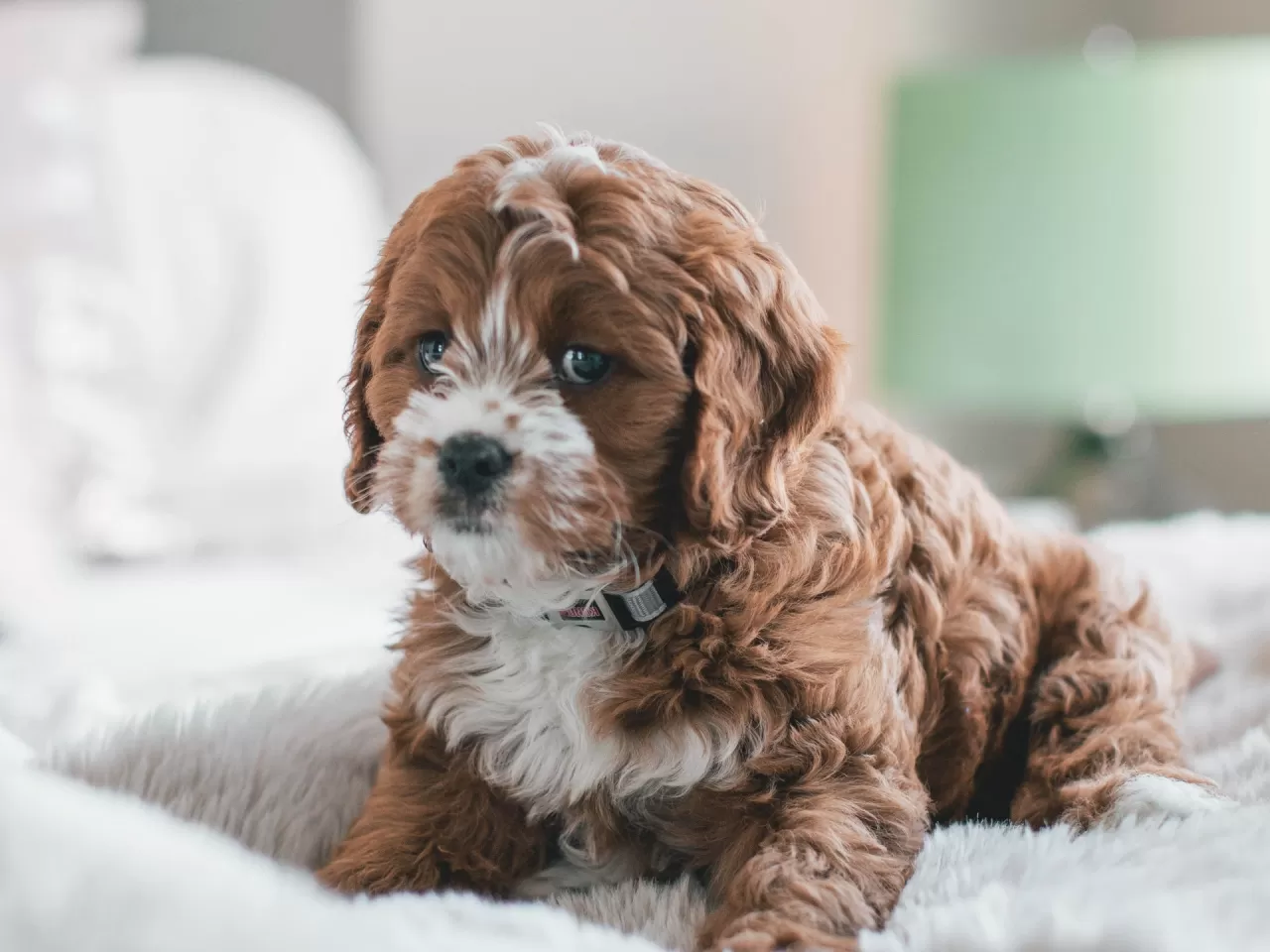 Evinizi de çok iyi temizlemelisiniz