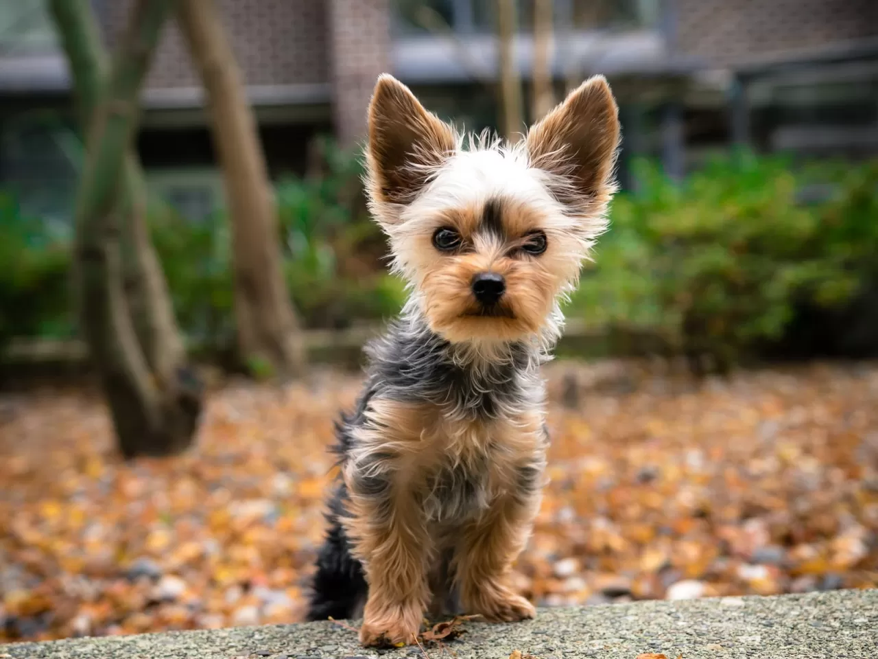 Yorkshire Terrier