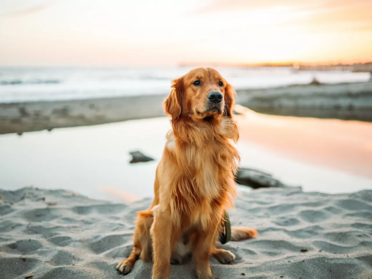 Kahve Golden Retriever