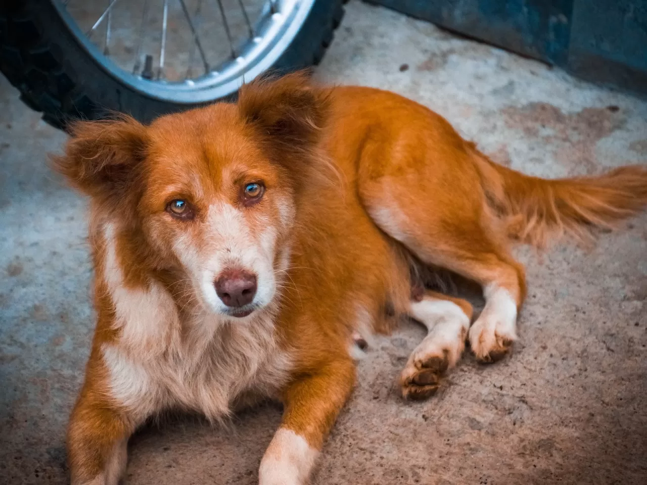 Karamel Rengi Köpek